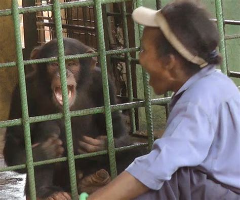 Chimps Catch Yawns From Humans Study Shows