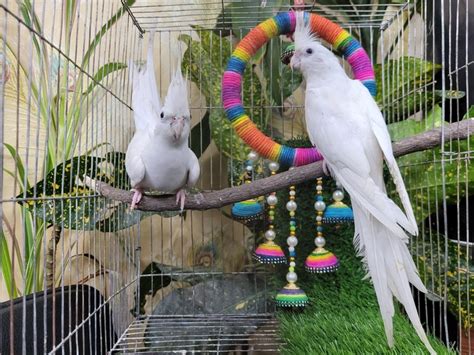 What Cage Size For A Cockatiel Do I Need Important Care Tips