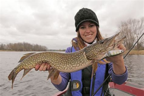 Shallow Water Pike Bite Is Great The Kingston Whig Standard