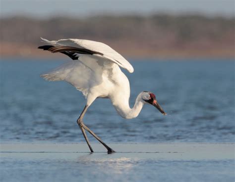 Whooping Cranes Wintering In Texas Interpretive Insights