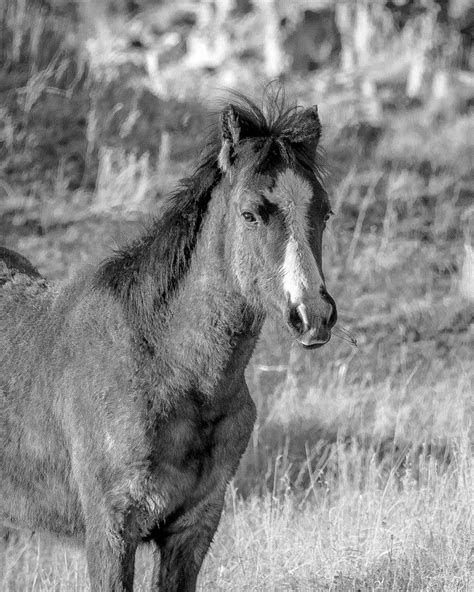 Really Now Who Could Resist Such A Face So Many Beautiful Wild Horses