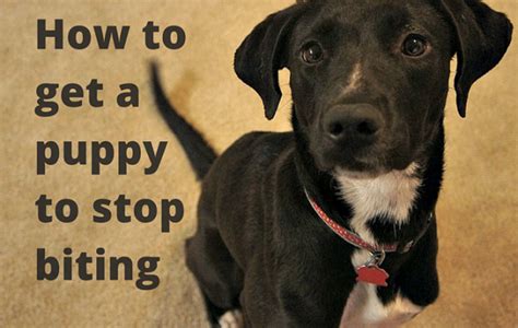 Dog Boarding Training Denver How Do I Stop My Puppy From Biting And