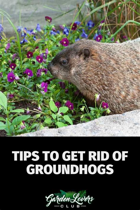 Tips to Get Rid of Groundhogs - Garden Lovers Club | Get rid of