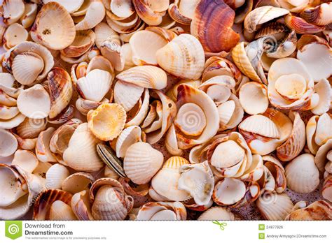 Seashells Stock Photo Image Of Water Large Multi