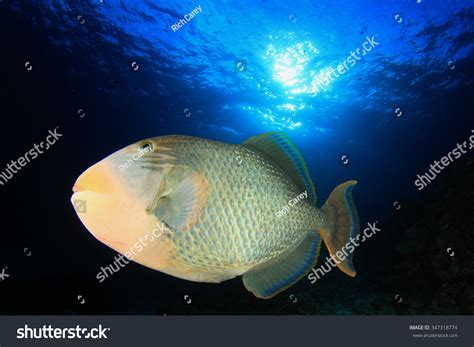 Underwater Tropical Fish Yellowmargin Triggerfish Stock Photo 347318774