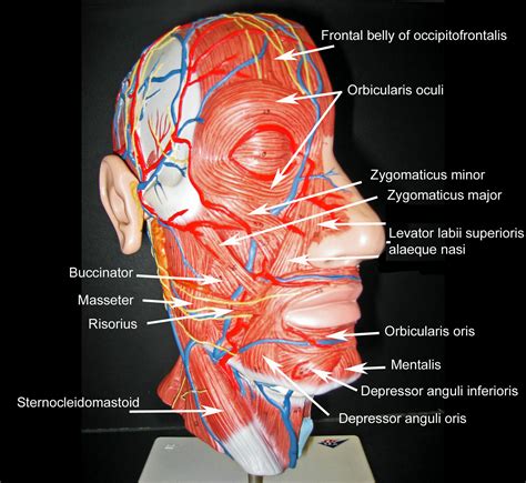 Blank Muscle Diagram Head World Of Reference