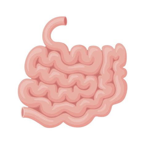 Small Intestine Illustrations Royalty Free Vector Graphics And Clip Art Istock