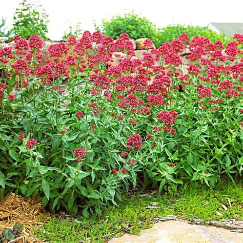 Perennial flowers have roots that reach far down hence guaranteeing a better access to nutrients. 17 Vibrant Perennial Flowers That Bloom All Summer ...