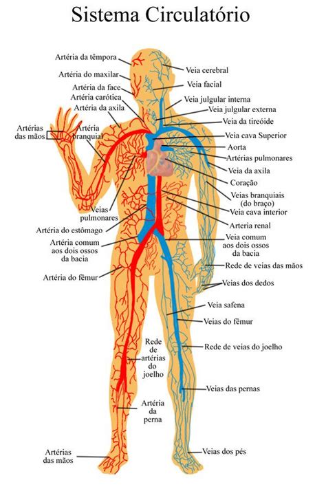 Sistema circulatorio Anatomía del esqueleto humano Cosas de enfermeria