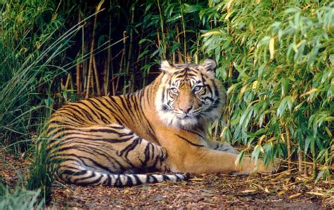 Sumatran Tigers Need Pristine Forests Tiger Conservation Live Science