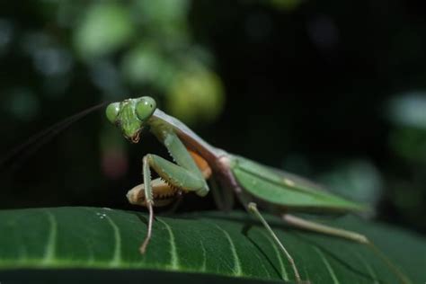 Mantis Religiosa Características Dónde Vive Y Alimentación