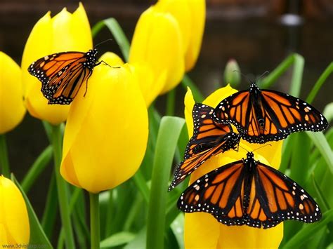 Trouvez les flowers butterfly images et les photos d'actualités parfaites sur getty images. PicturesPool: Beautiful Butterfly Picutres