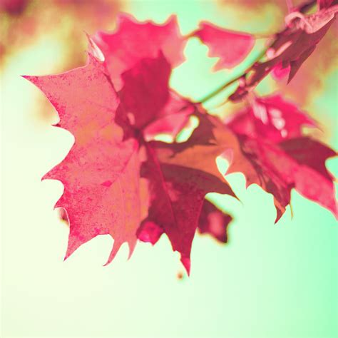 Falling Red Leaf Photograph By Caroline Mint Fine Art America