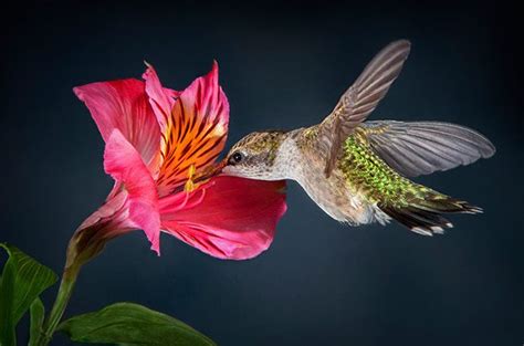 In a pinch, hummingbirds will visit just about any flower that provides a little nectar, including verbena, butterfly bush, lavender, larkspur, foxglove, hollyhock, petunias, impatiens, red hot poker, cleomes, and more. How to Attract More Hummingbirds to Your Backyard - Birds ...