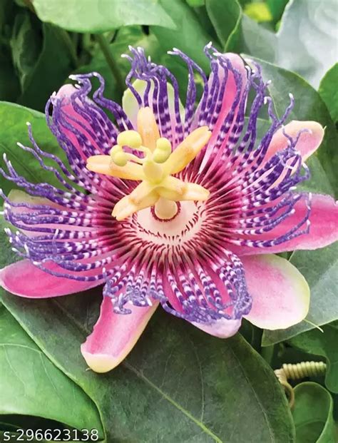 Pink Passion Flower Plant