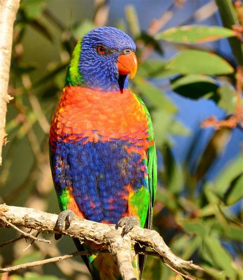 A Wild Rainbow Lorikeet Parrot Stock Photo Image Of Gorgeous Green