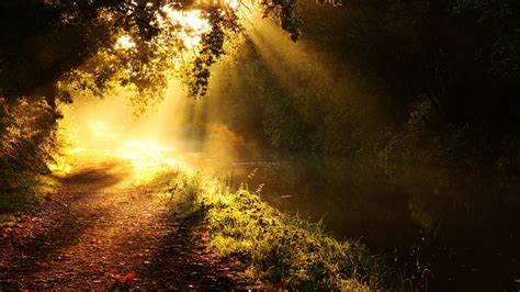 Pretty Wonderful Stunning Sun Woods Beautiful Bushes Leaves