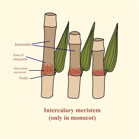 Meristematic Tissue Diagram Types Location And Characterstic