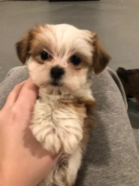 Although an individual shih tzu's temperament varies, the breed has a personality and disposition that is loyal, affectionate, outgoing, and alert. Shih Tzu Puppies For Sale | Grand Haven, MI #323381