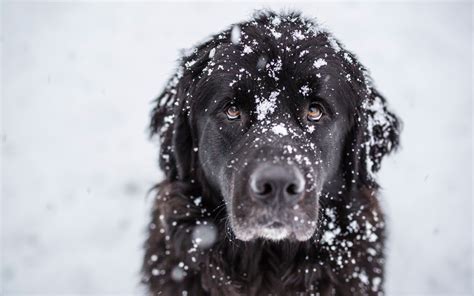 Newfoundland In Snow Black Dog Dogs Poodle Dog