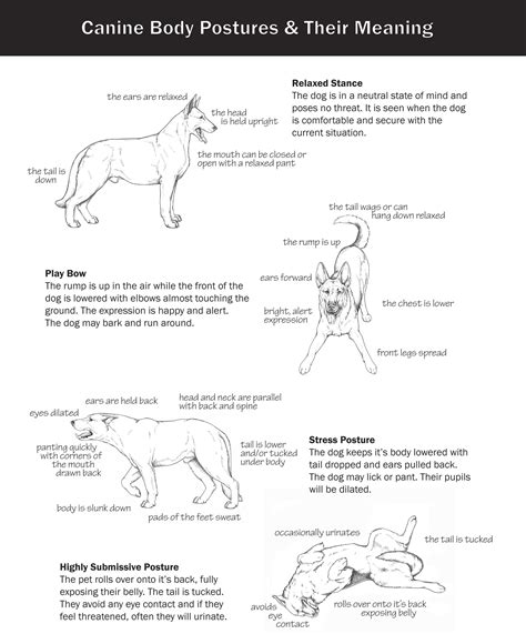 Level 13 Canine Body Postures And Their Meaning Pos1 Paragon School Of