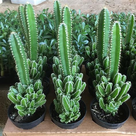 Cactos: Nomes E Fotos
