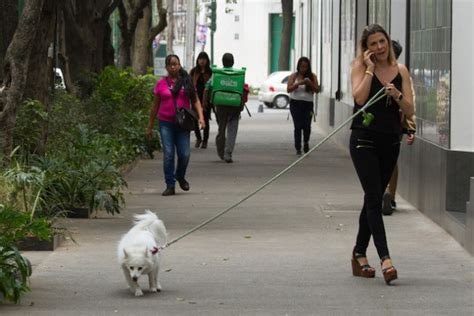 Los Millennials Gastan Más De 3 Mil Pesos En Sus Mascotas En Comida