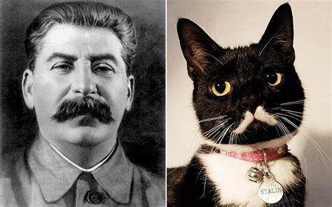 Meet Meowseph Stalin The Power Mad Cat That Looks Like One Of The Most