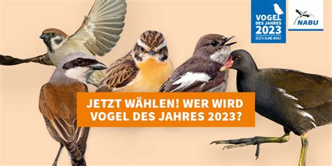 Wer Wird Vogel Des Jahres 2023 Nabu Großrinderfeld