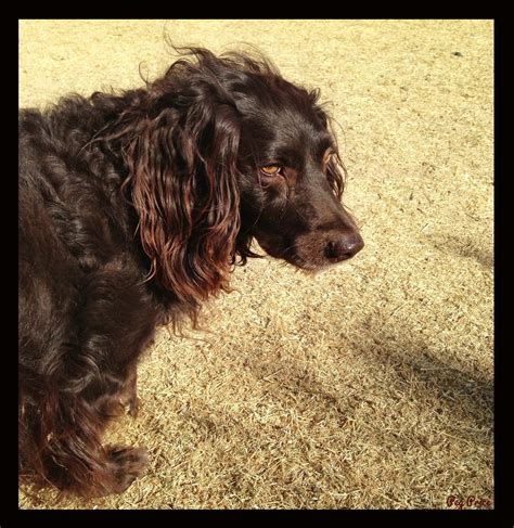 Amber is a Boykin Spaniel, the state dog of South Carolina. A hunting
