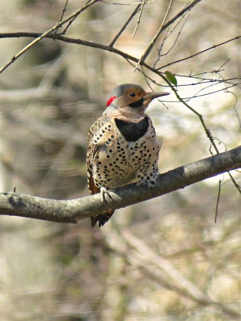 What is the species of a woodpecker? Birds of Raymondale, Falls Church, VA: Northern Flicker