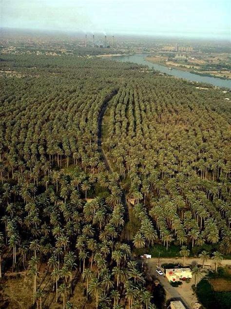 Babylon Forests Baghdad Iraq Iraq Beautiful Places To Travel