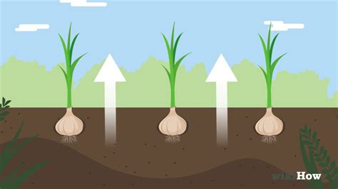 We did not find results for: How Much Sun Does Garlic Need : Garlic The King Of ...