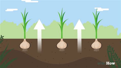 If you really want to understand your exposure, map in all four seasons at the equinox and solstice. How Much Sun Does Garlic Need : Garlic The King Of ...