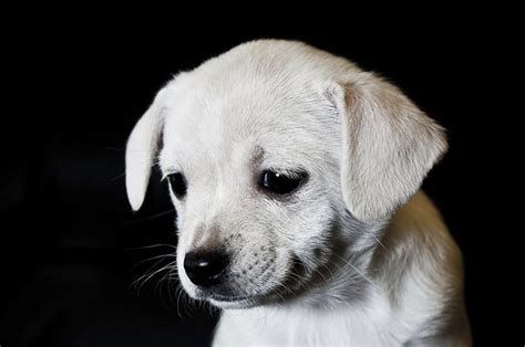 13 Cute And Sad Puppies That Will Give You The Feels