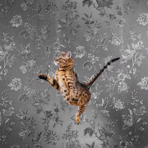 Bengal Cat Jumping Photograph By Alex Potemkin Fine Art America