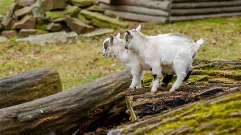 Adorable Baby Goat Jumping Around On A Pasture Stock Photo Containing