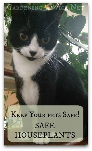Flowers not bad for cats. House Plants Safe For Cats - Pets And House Plants Tips