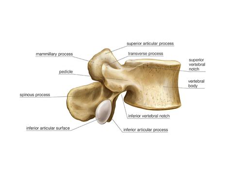 Paused you're listening to a sample of the audible audio edition. Lumbar Vertebra Photograph by Asklepios Medical Atlas