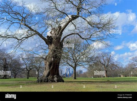 Old Oak Tree Greenwich Park Londonuk Stock Photo Alamy
