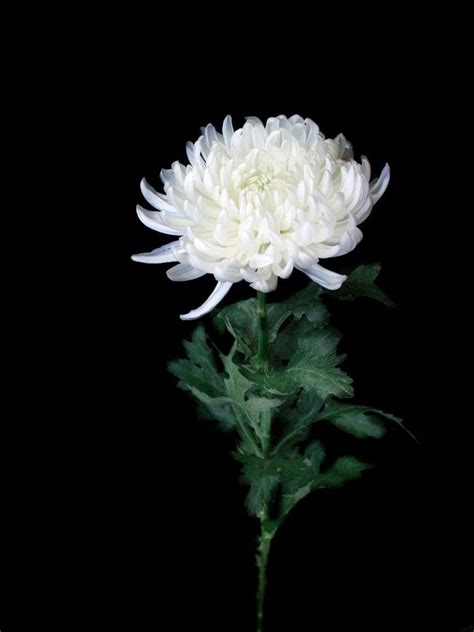 Tổng hợp 86 hình ảnh hoa cúc trắng nền đen đẹp nhất SEC