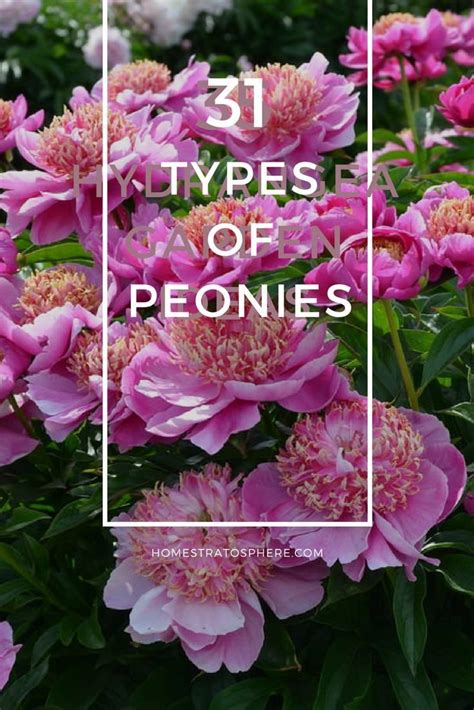 What does the peony flower mean? 31 Types of Peonies (All Colors, Bloom Types and Varieties ...