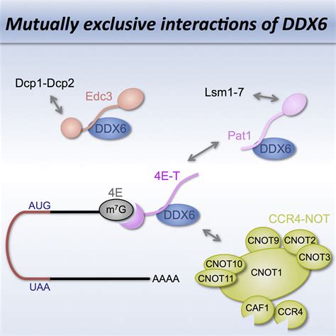 Structure Of A Human 4e Tddx6cnot1 Complex Reveals The Different Interplay Of Ddx6 Binding