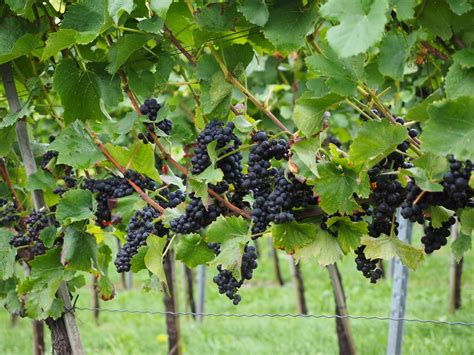 Today, grapes can be seedless, by using machines to pit the fruit. Free Images : tree, grape, vineyard, fruit, flower, food ...