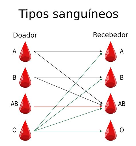 Tipos Sangu Neos Quem Doa Para Quem Quais S O Tabela Doadores