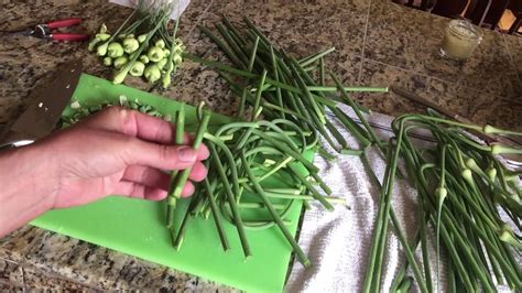 How To Prepare Garlic Scapes For Cooking Love Your Land Youtube