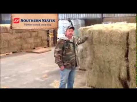 Coastal hay is a type of bermuda hay that has a reputation for increasing the risk of ileocecal impaction in horses. Coastal Bermuda Hay - YouTube