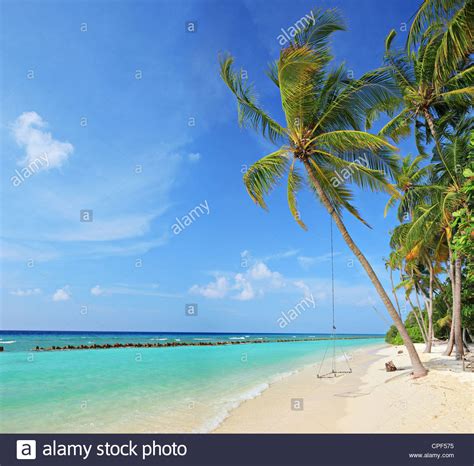 Beach Scene With A Swing On A Palm Tree On A Sunny Day On