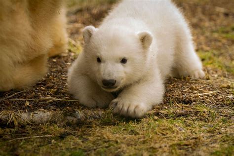 Before The Royal Baby Arrives Meet The First Polar Bear Cub Born In