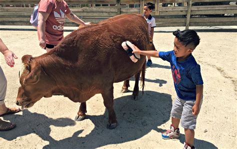 Randall Oaks Park Zoo Cow Petting O The Places We Go